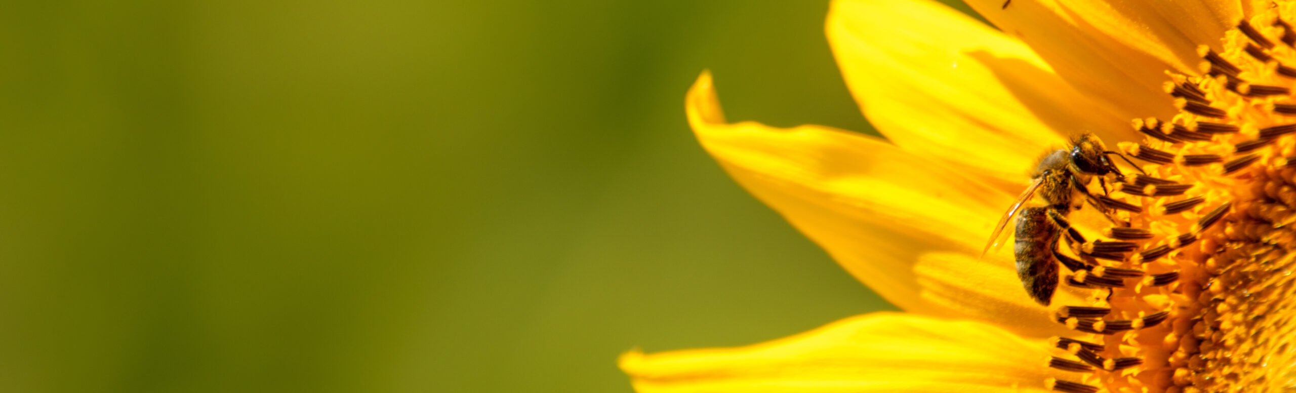 Kontatk - Sonnenblume